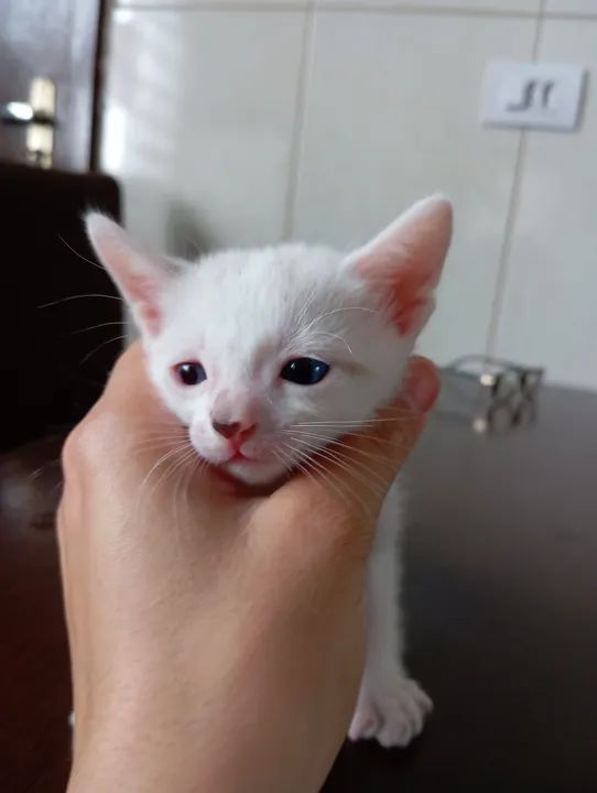 Gatinho Branco - ADOÇÃO RESPONSÁVEL!