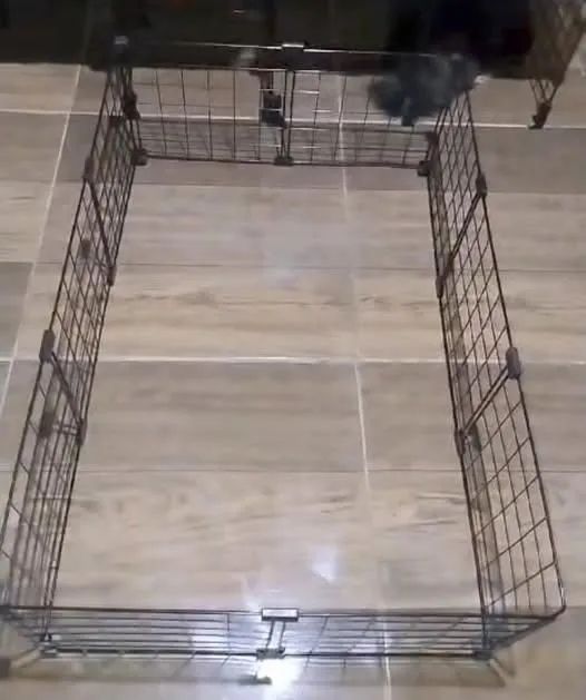 Casal de porquinho da índia  - Foto 4