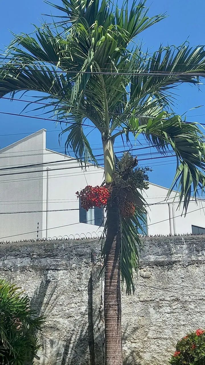 Palmeira com frutos vermelhos