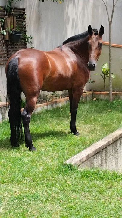 Égua Mangalarga  - Foto 2