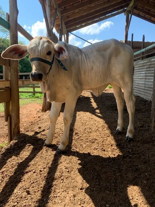Vaca nerole branca e a filha dela com nerole pintado. - Foto 4