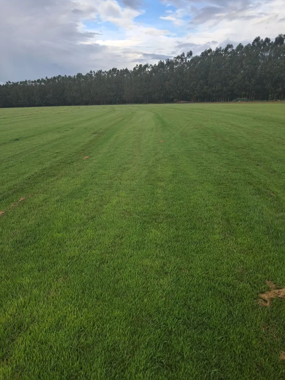 Gramas Esmeralda imperial - Foto 4