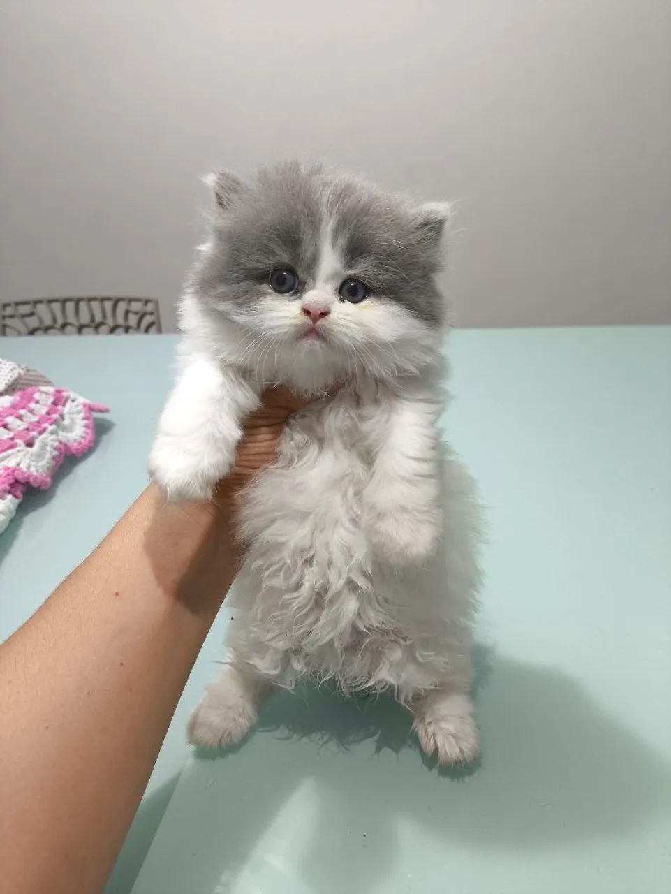 Último gatinho Persa Branco 3 meses - Foto 5