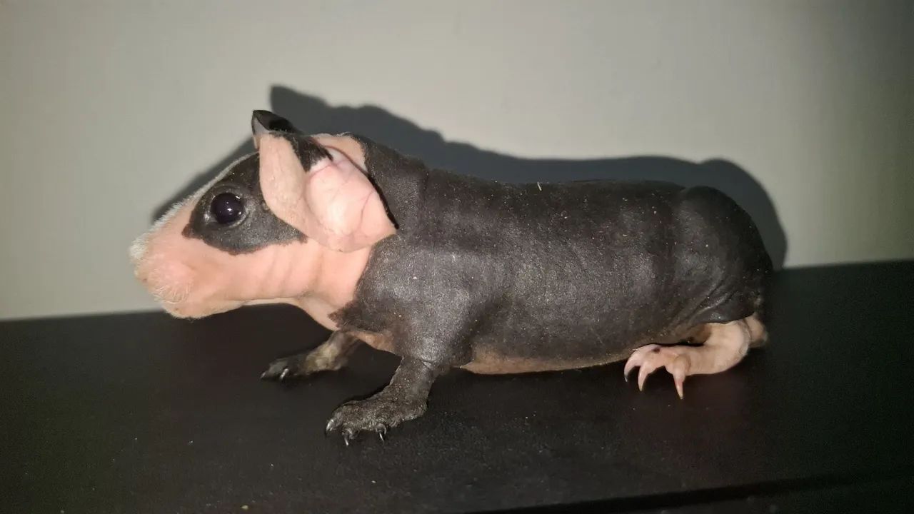 Porquinho da india skinny bicolor - Foto 4