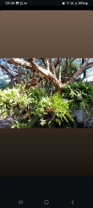 Sítio com casa sede em Aquiraz. - Foto 4