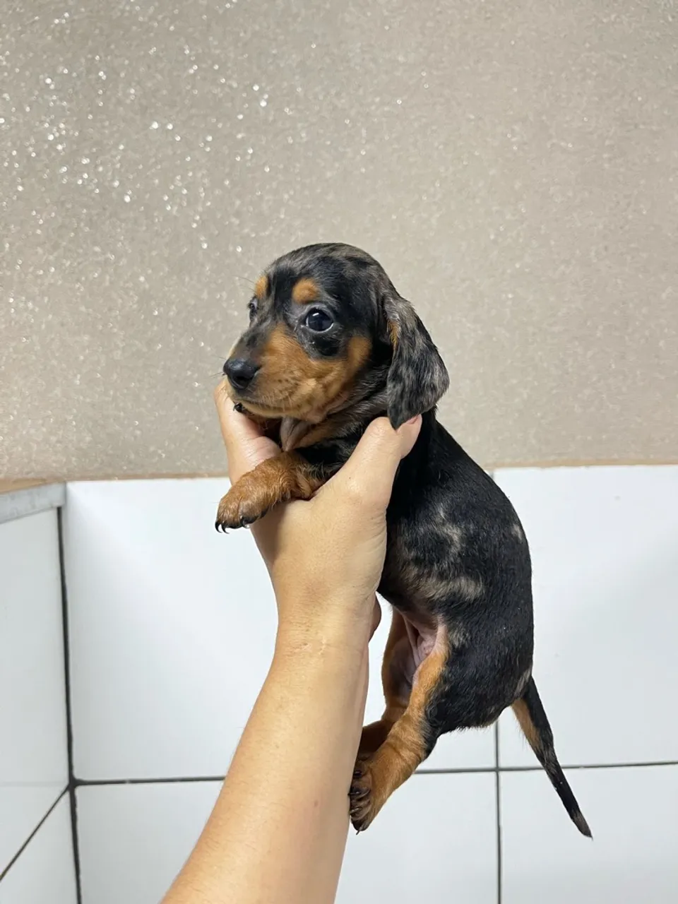 Dachshund kaninchen/mini