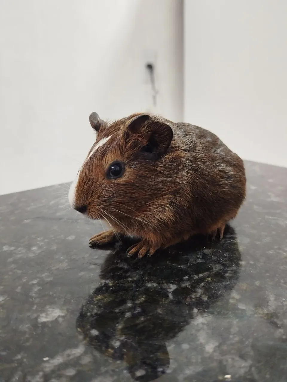 Porquinho da Índia Marrom