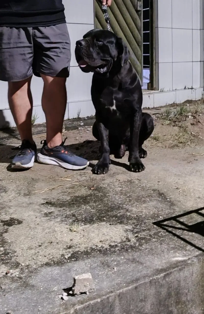 Filhotes de cane corso disponíveis