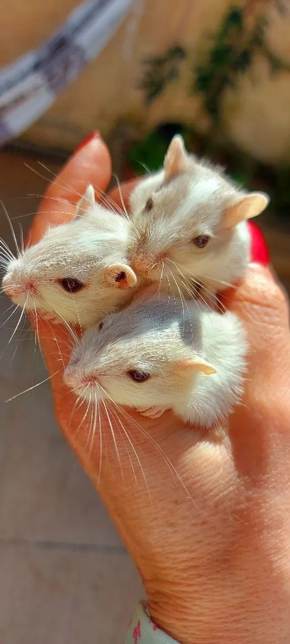 Esquilo da mongólia  GERBIL - Foto 4