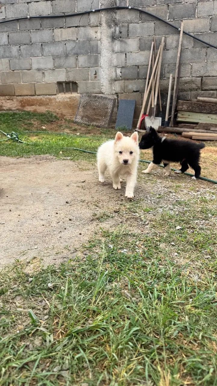 Border collie  - Foto 6