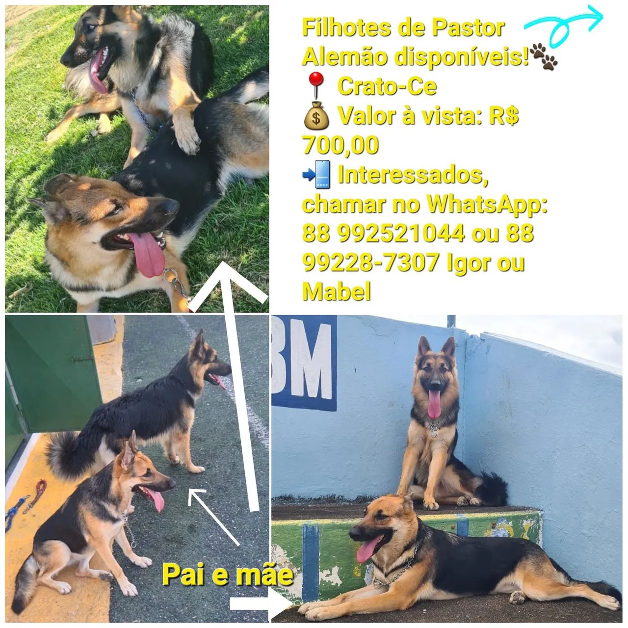 Filhotes de Pastor Alemão Disponíveis!