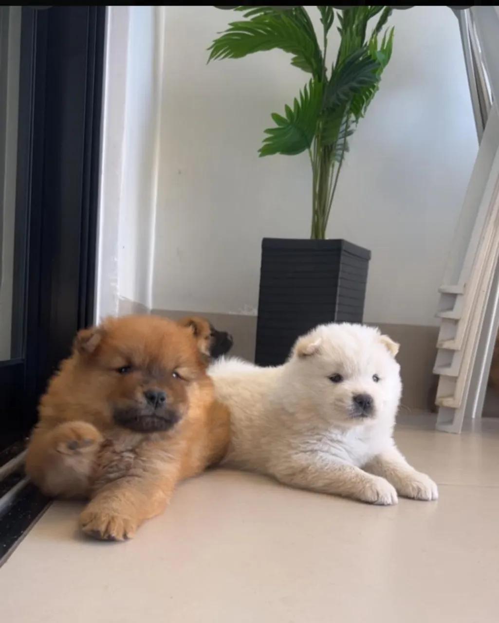 Filhotes Chow-Chow