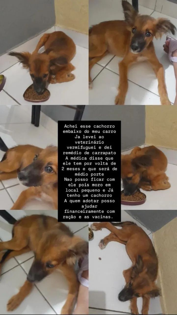 Cachorro encontrado - precisa de um lar!