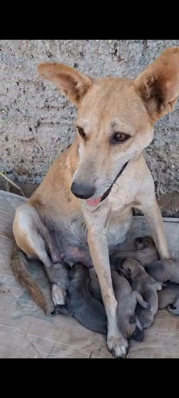 Mamãe e bebês Precisando de Lar Temporário
