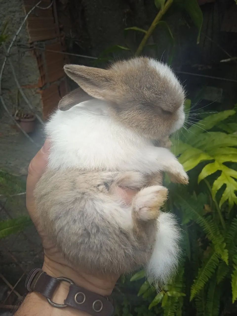 Mini coelhos holandês  - Foto 3