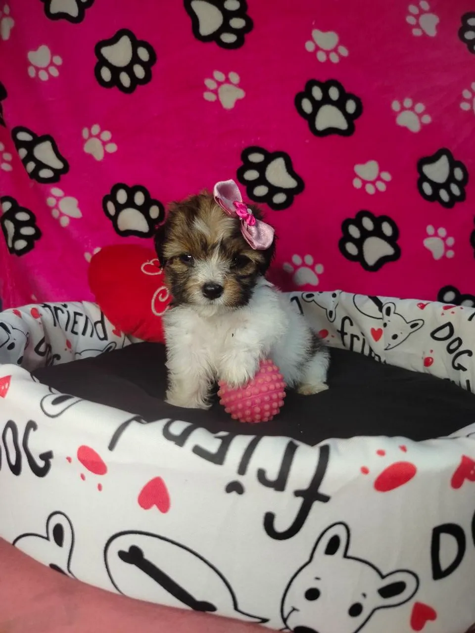 Lhasa Apso 