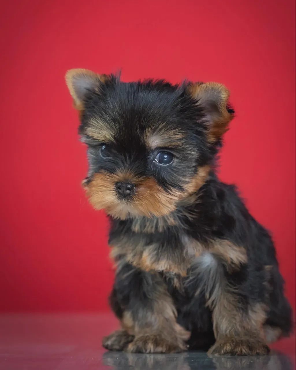 Yorkshire Micro Original Pelagem Luxuosa! - Foto 3