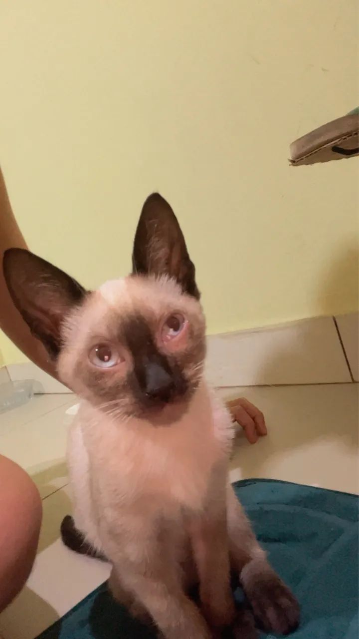 Adoção responsável  - Foto 4