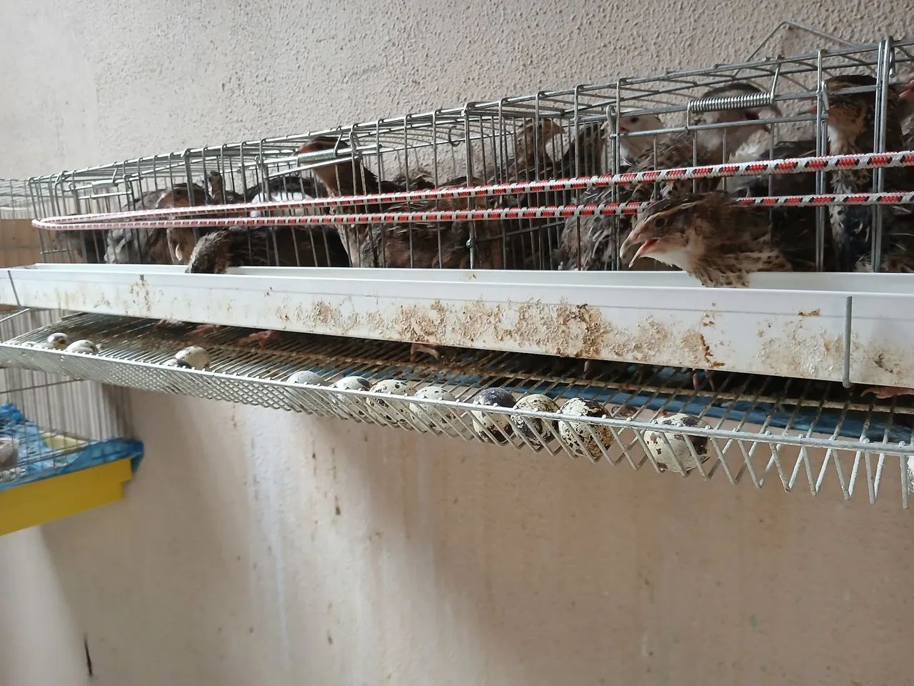 Disponível para venda