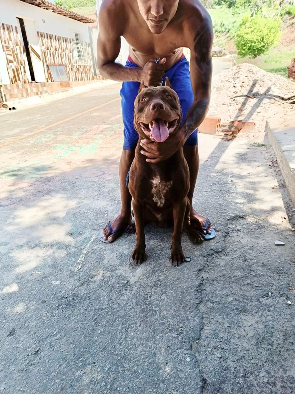 Pitbull APBT  - Foto 4