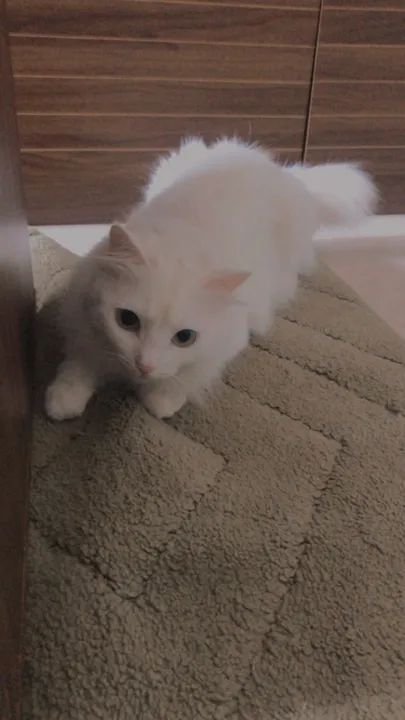  DOAÇÃO DE GATO - PROCURA UM NOVO LAR 