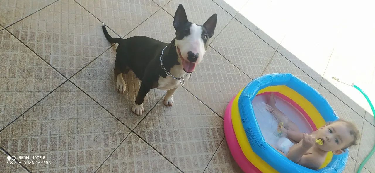 Bull Terrier Inglês - doação responsável - Foto 3