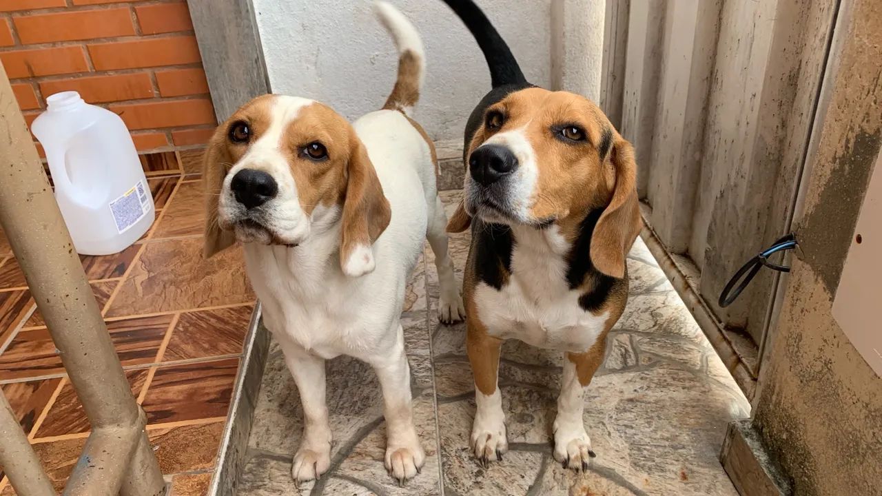 BEAGLE COM PEDIGREE | Casal Beagle 