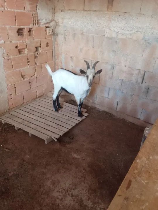 Cabras para venda - Foto 5
