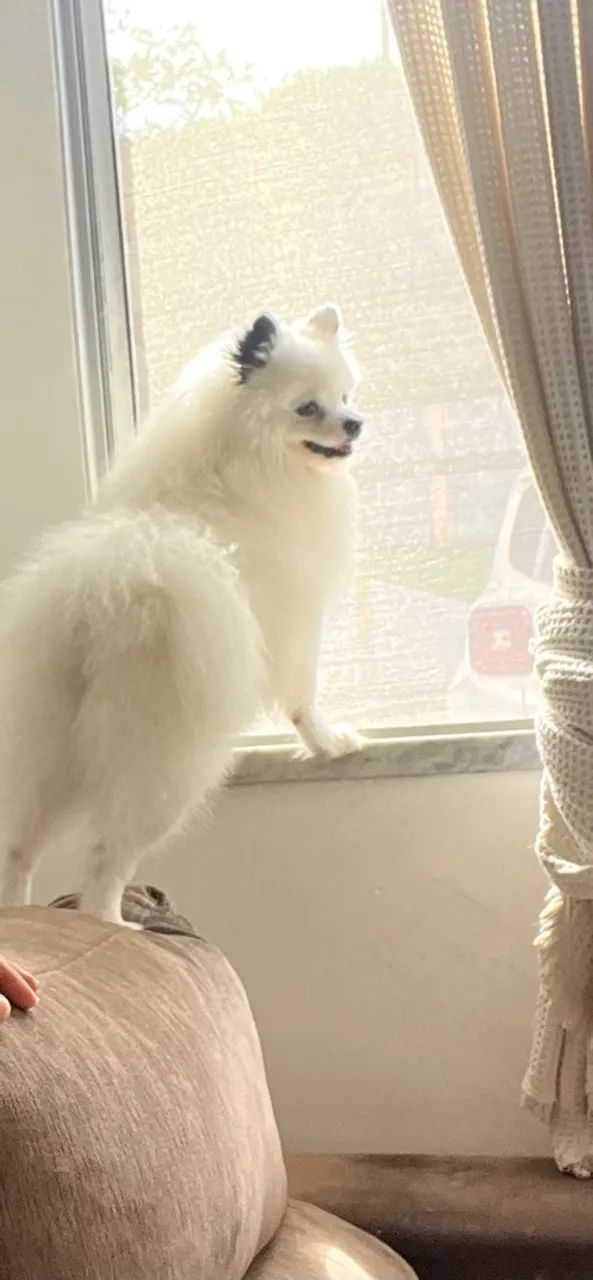 Filhote de spitz Alemão  - Foto 2