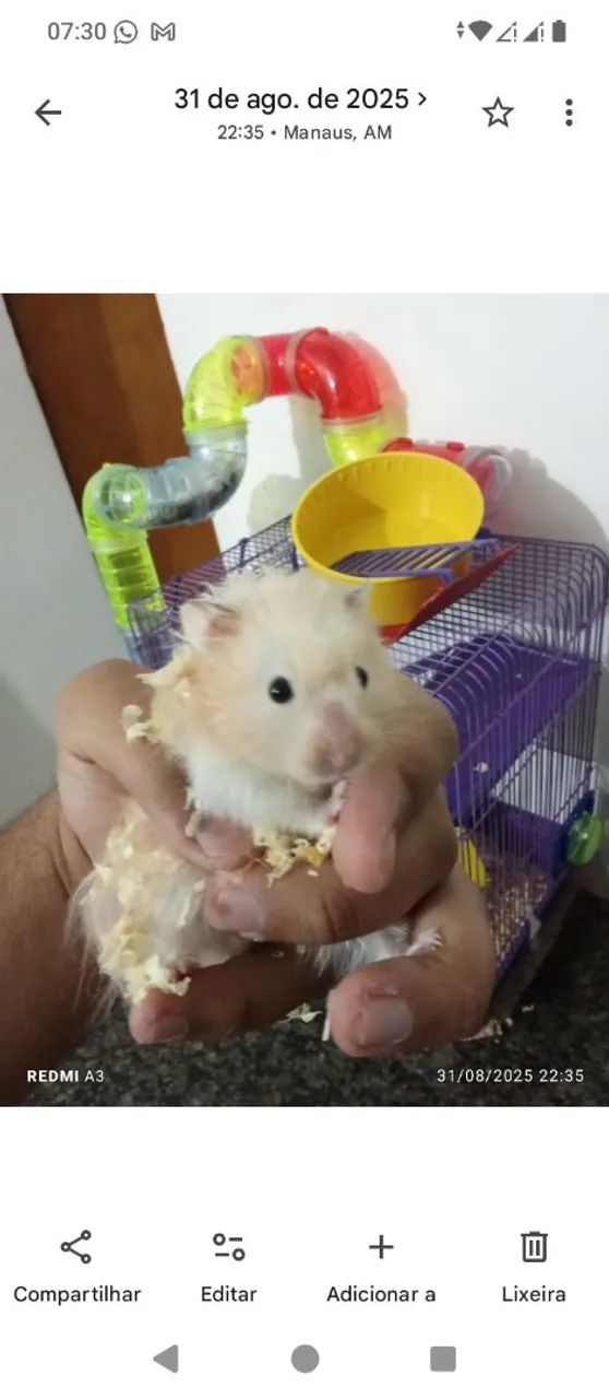 Vendo hamster mais gaiola  - Foto 2