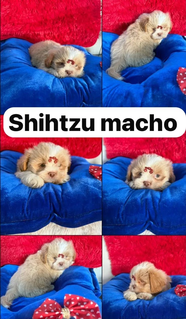 Shihtzu macho PROMO - Foto 2