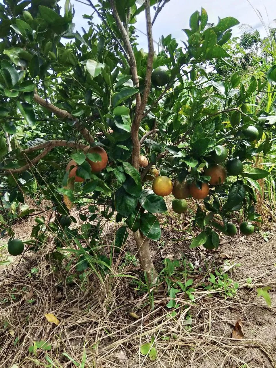Sítio de 8 tarefas no povoado sucupira - Foto 4