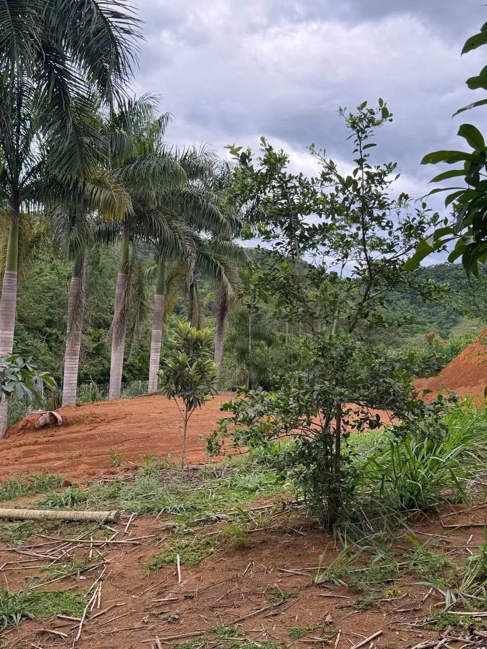 Vende-se chácara no Lavrinha/Quilombo - Foto 4