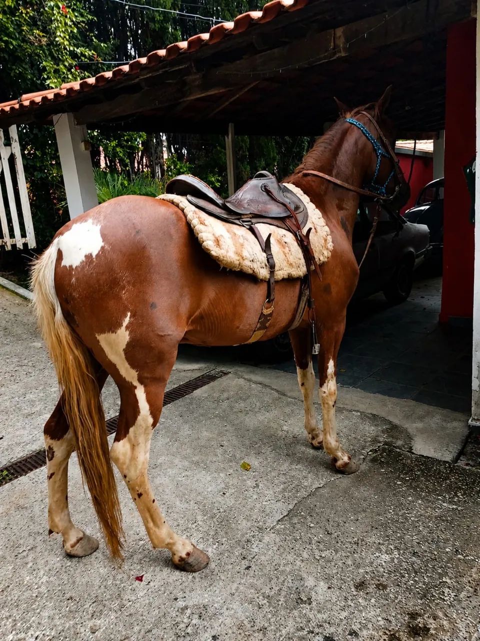 VENDO CAVALO PAMPA