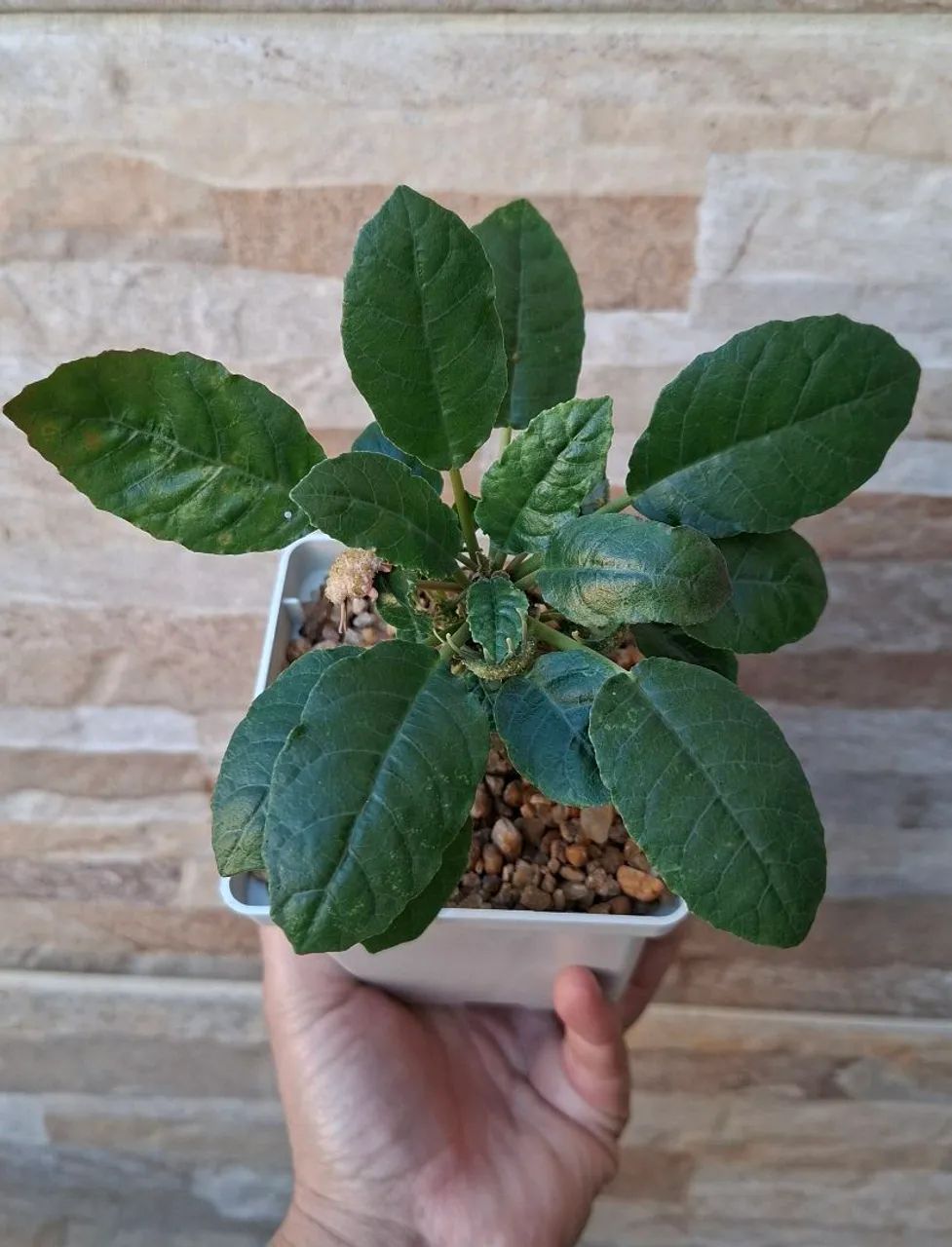 Dorstenia foetida  - Foto 2