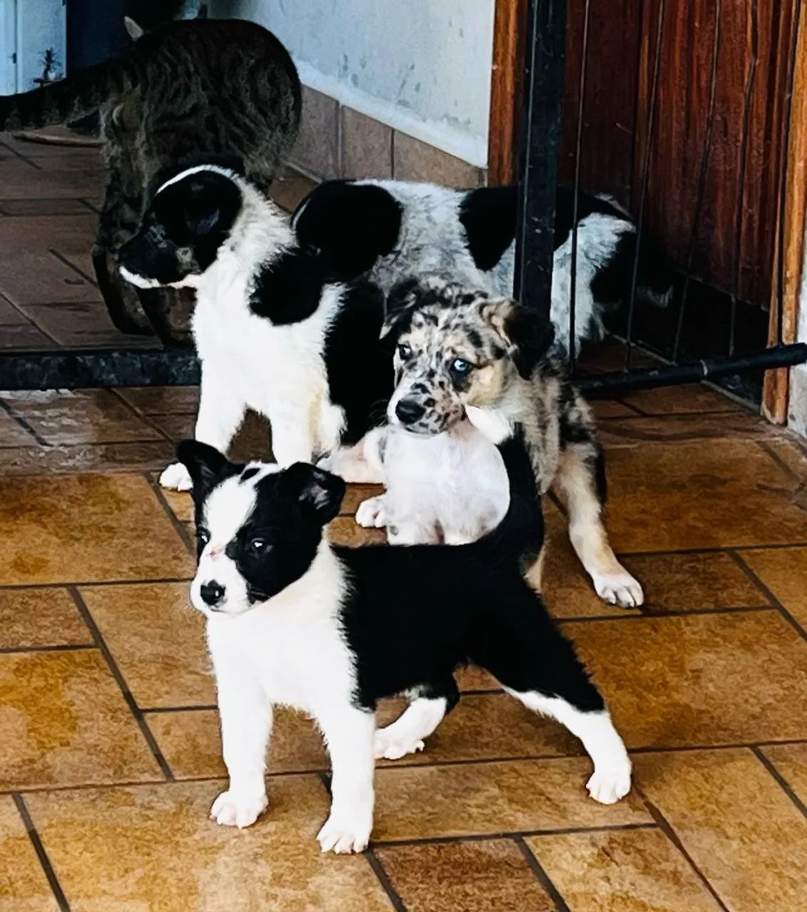 Filhotes de Border Collie - Foto 4