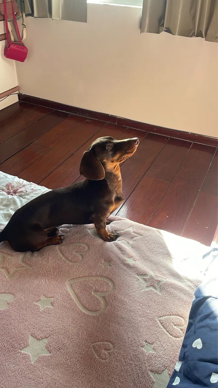 Dachshund (Salsicha) puro com pedigree - macho - Foto 4
