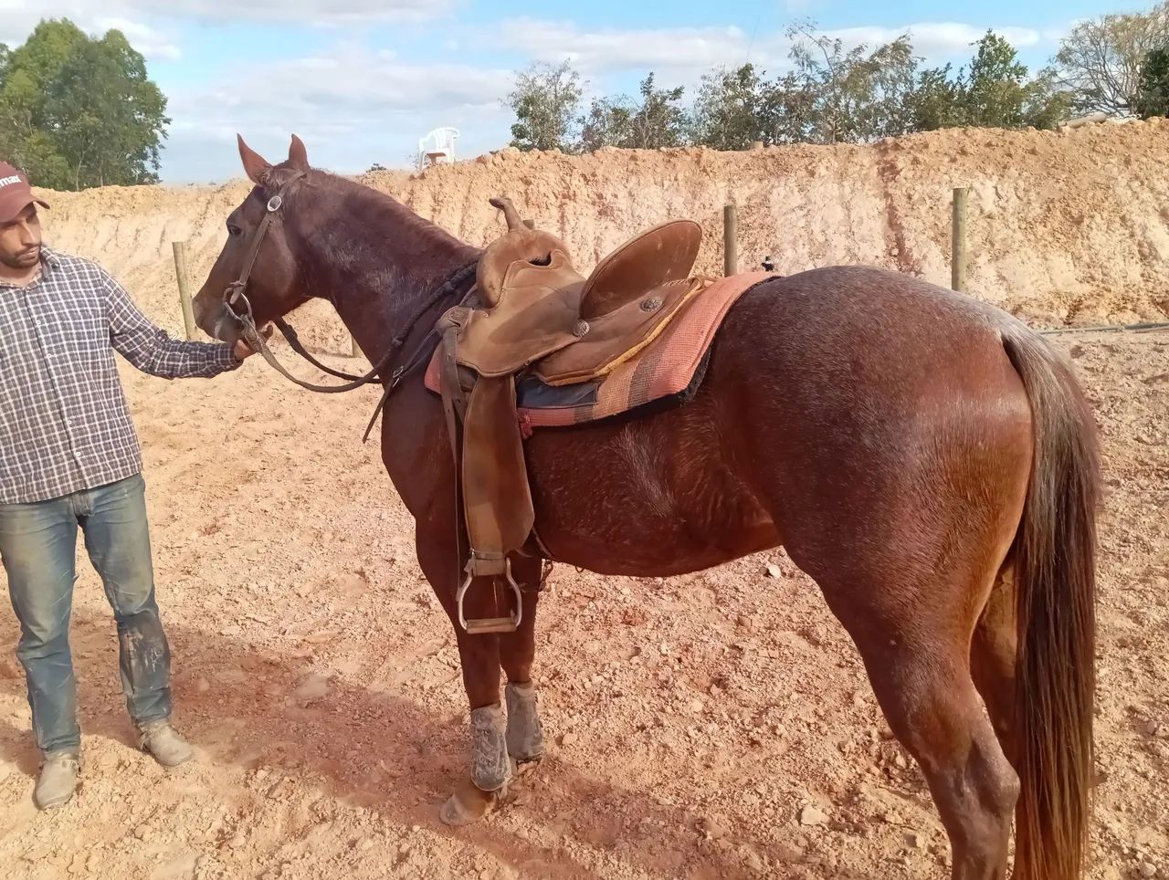 Garanhão quarto de milha a venda  - Foto 2