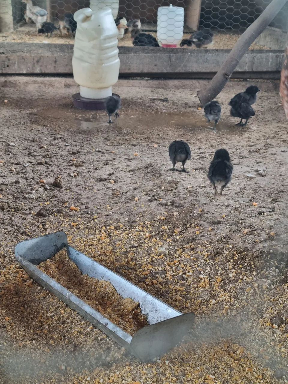 Ayam cemani - Foto 4
