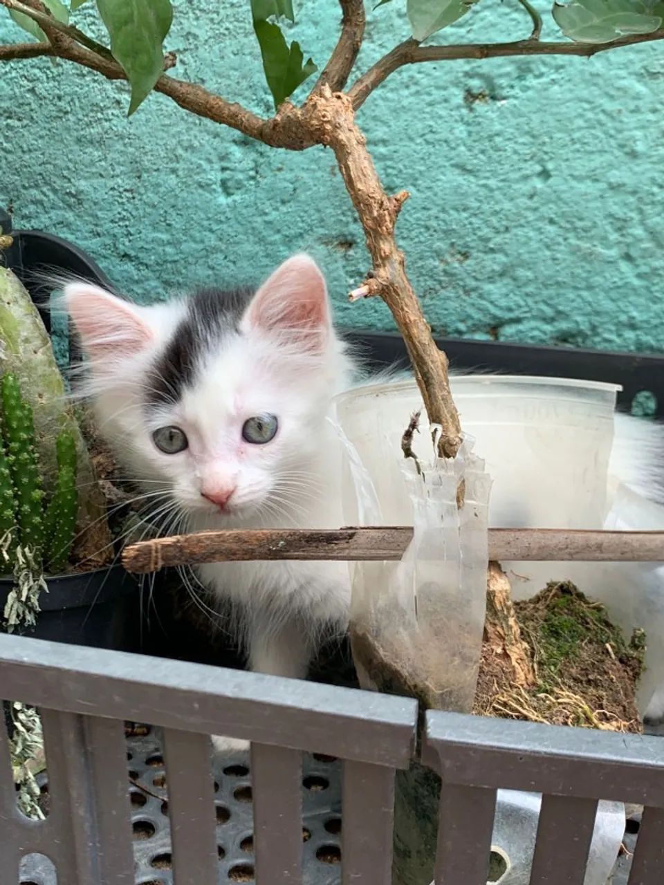 Doa se filhotinhos de gato