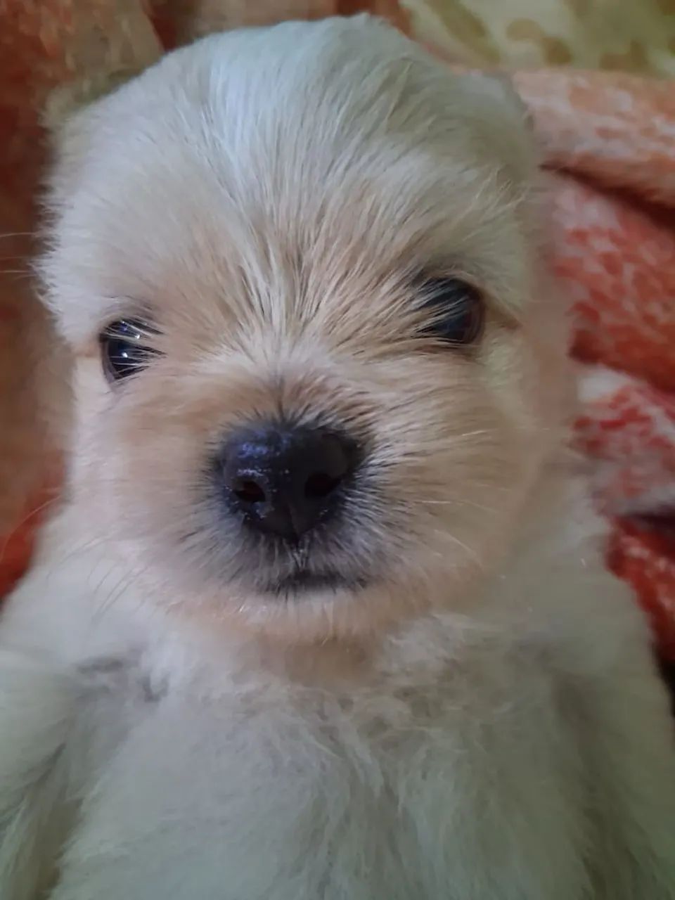 Lhasa apso macho e fêmea - Foto 2