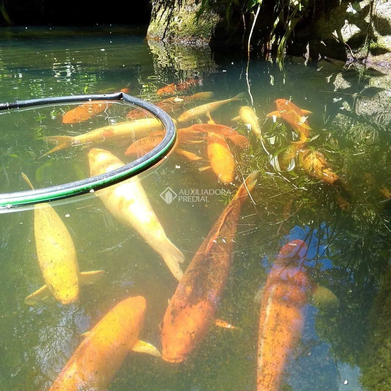 Sítio a Venda em Florianópolis Vargem do Bom Jesus