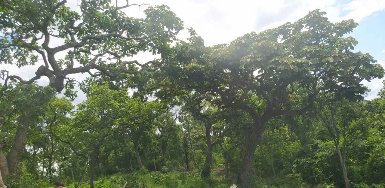 Lote chácara barragem Carmo de cajuru - Foto 2