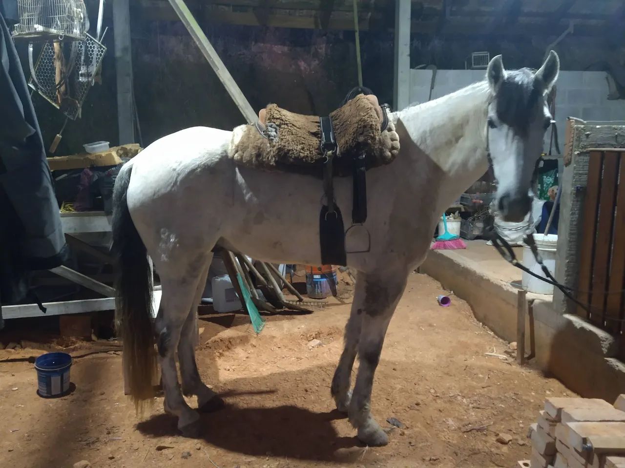 Cavalo 