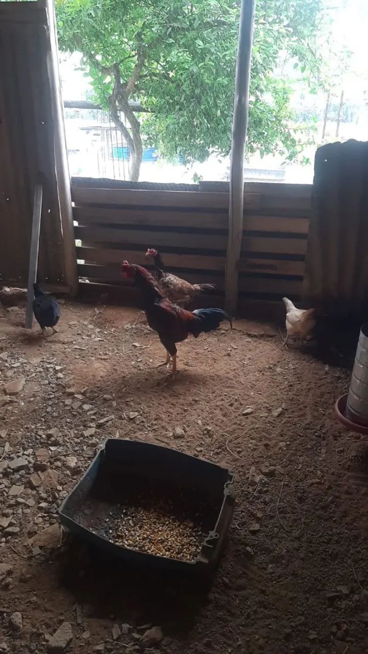 Galinhas - Foto 2