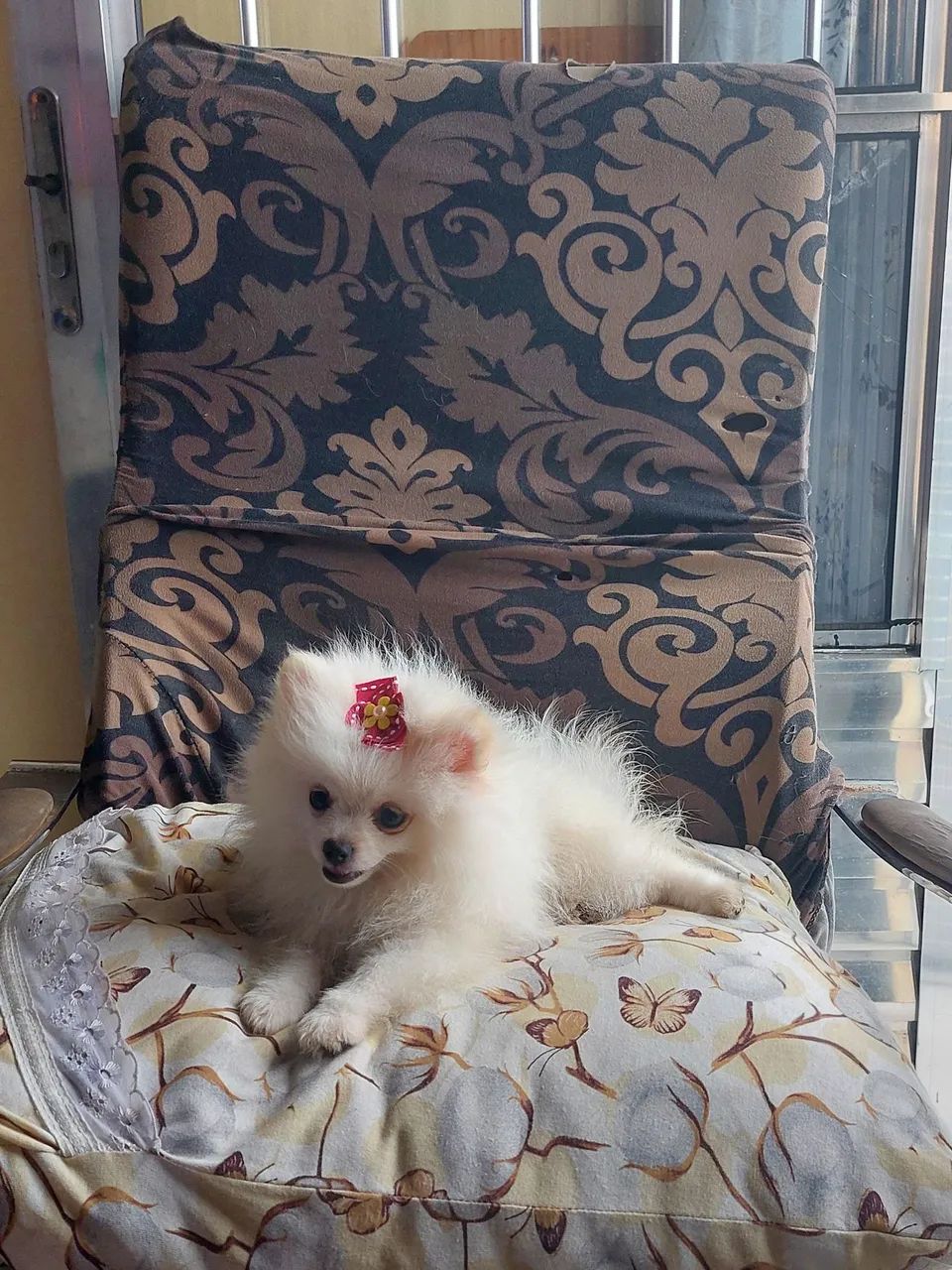LuLu da pomerania  - Foto 5