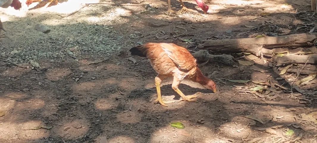 Frango caipira  - Foto 5