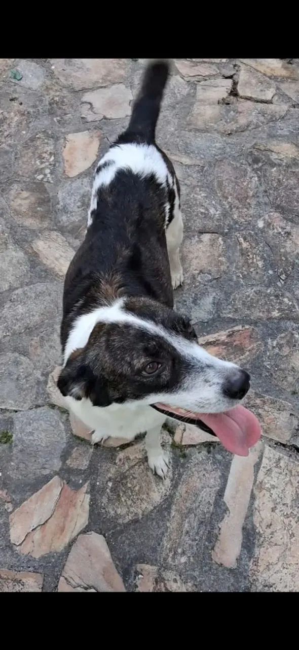 Adoção responsável  - Foto 4