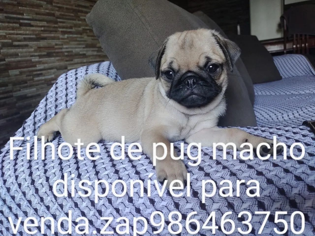 Pug