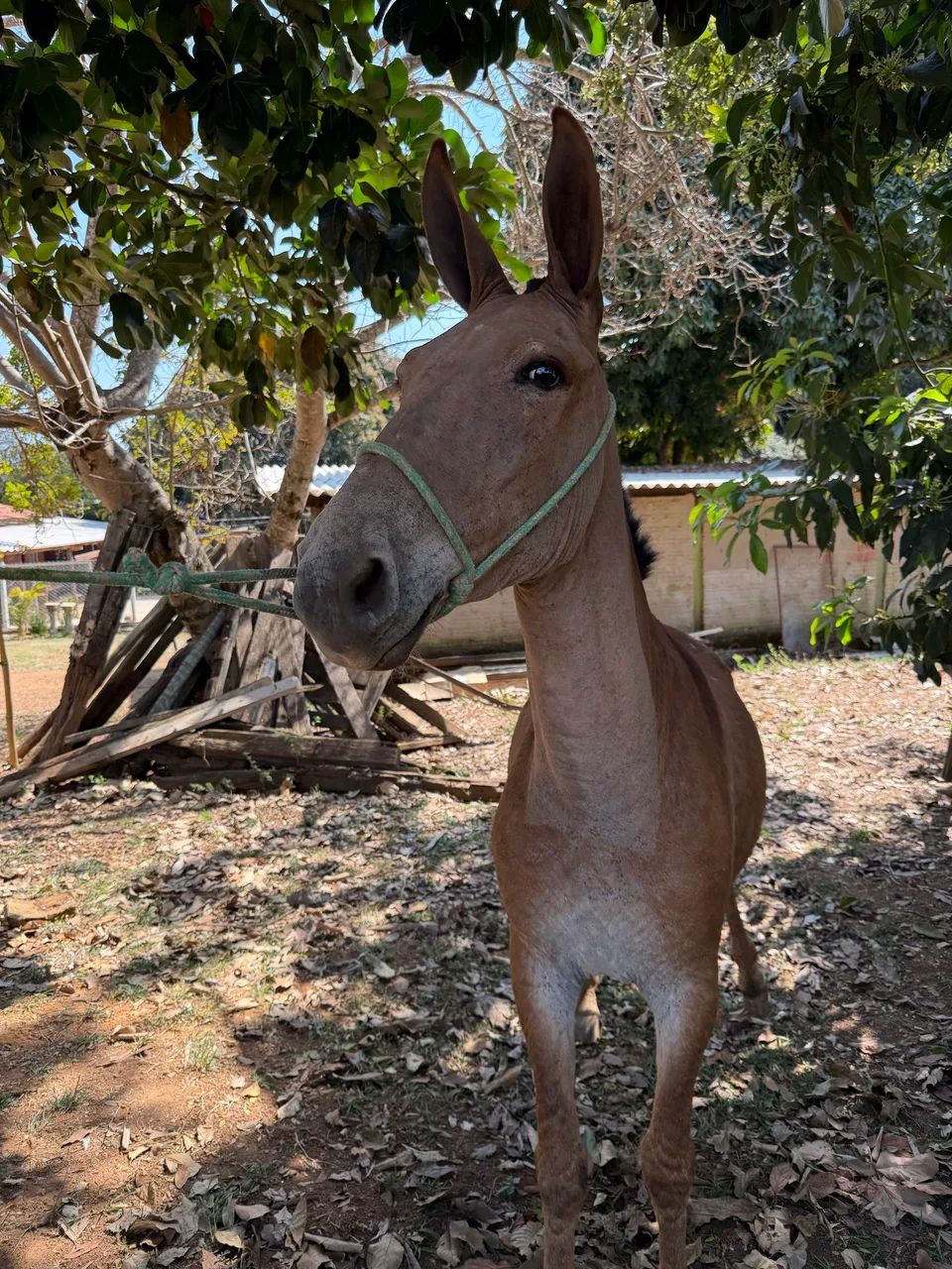 Burro  - Foto 4